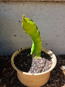 "Moroccan Red" dragon fruit