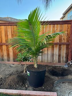 Majestic Palm