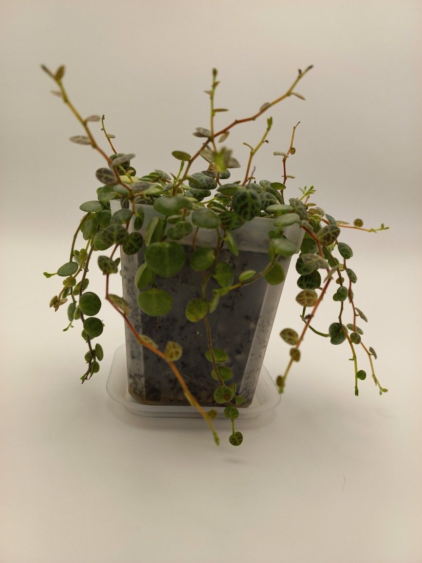 Peperomia Prostrata 'String of Turtles' 3"