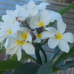 Plumerias Plant 5 feet Tall