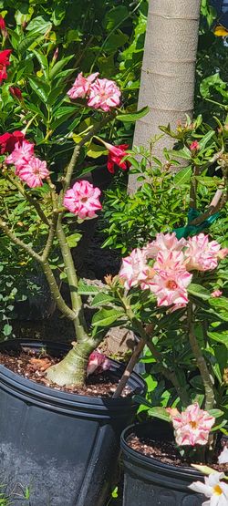 Desert Roses In 3 Gln