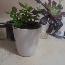 Succulent Plant