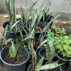 Lengua De Suegra Os Snake Plans In 5G And One Gallon $30 And $20 Each