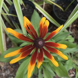 Rudbeckia (Black-eyed Susan) Annual Outdoor Plant 🌼