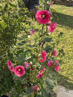 Beautiful nice plants for sale