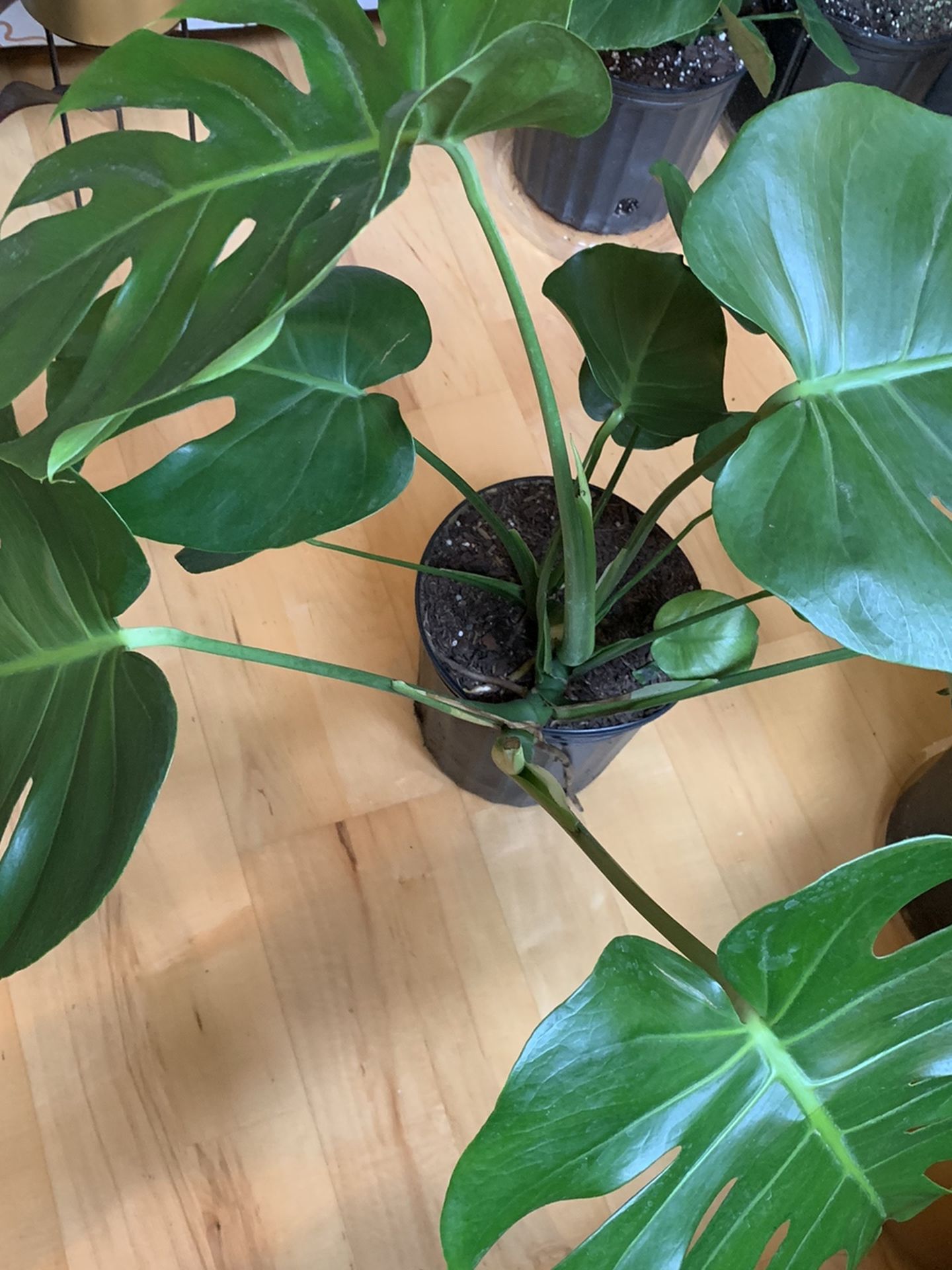 Monstera Deliciosa Split Leaves