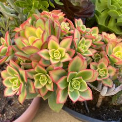 Kiwi Succulent Plant (See pics) 4” pot.