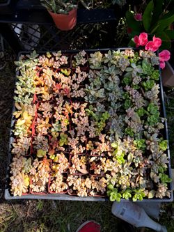Succulent Plants  2" Pot  $1 each One