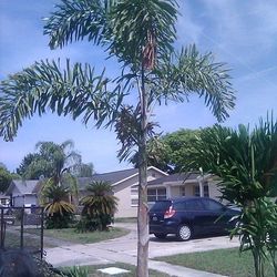 Foxtail Palms $175 Typically 6-8 Ft Tall