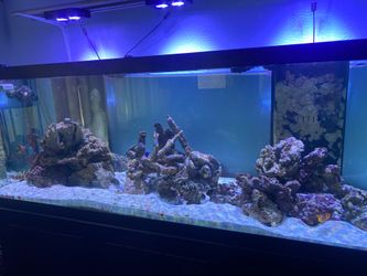 200 gallon saltwater aquarium