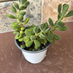 CRASSULA CONGESTA