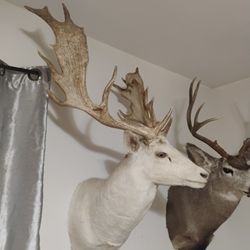 Taxidermy Fallow 
