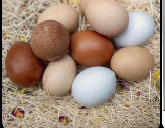 Fresh eggs