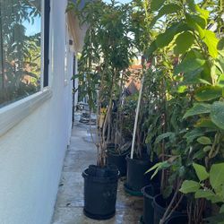 Alano, Molix And Butterscotch Sapodila ( 3 Varieties In 1 Plant)  