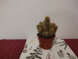 Small Potted Cactus Plant