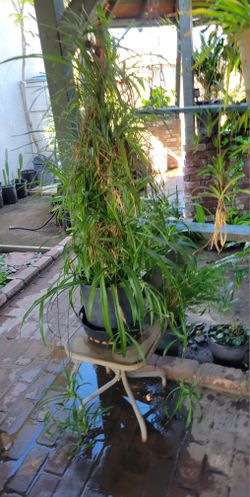 Spider Plant 