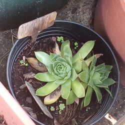 Hen And Chick Plants 