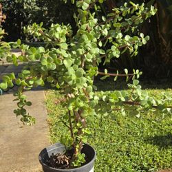 Bush Jade Plant 