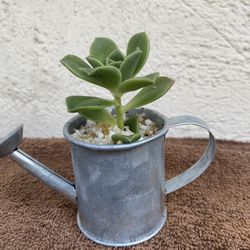 Cute Succulent Plant 