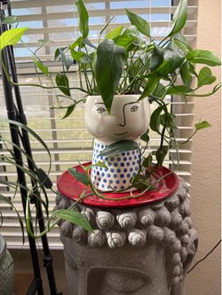 Live Baltic Blue Pothos with Ceramic New Girl Face Pot (Please read full description)