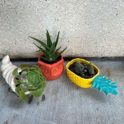 Succulents All For $ 5.00