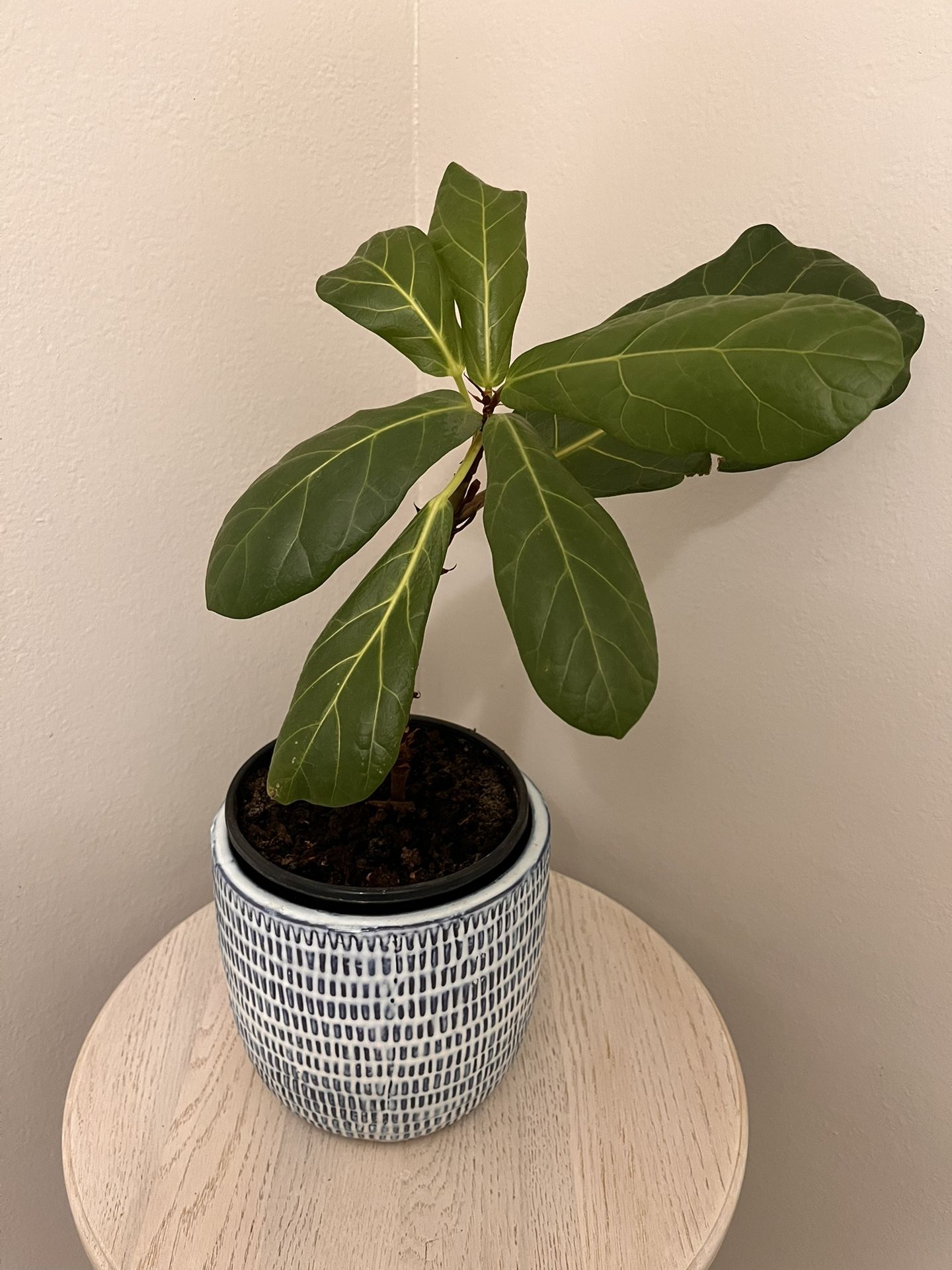 Fiddle Leaf Fig Plant