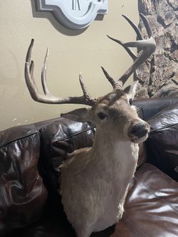 Deer Head
