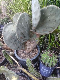 Silver Dollar wheel cactus plant