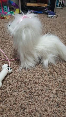 Pet dog