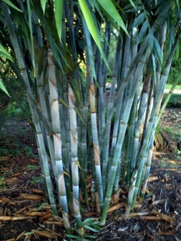 Blue Bamboo, Clumping ~ B. chungii  &  B. chungii 'Barbellata'