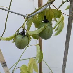 PA1- Purple Passion Fruit Plants With Fruit 