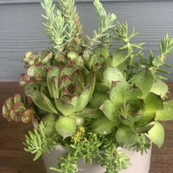 Succulent Arrangement, Gray Ceramic Pot