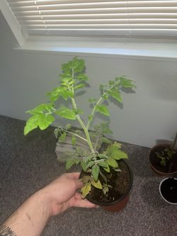 Tomato Plant