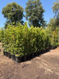 Ficus 15 gal 6 feet