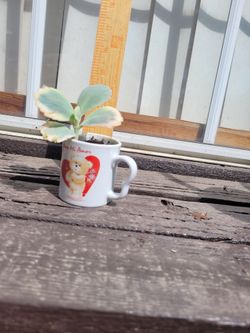 Mini Ceramic Mug with Succulent Plant