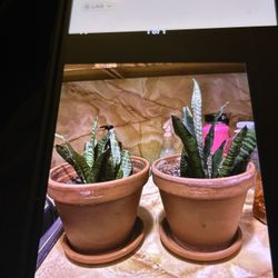 Two Snake plants Imported Italian Terra Cotta Planters