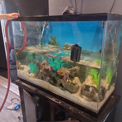 Fish Tank 