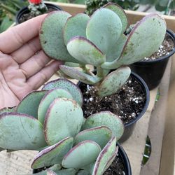 Jade Plant 🪴, 4 Inches Pot,$5 Each