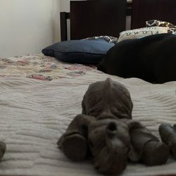 Set Of Beautiful Elephants Very detailed and caught in moments