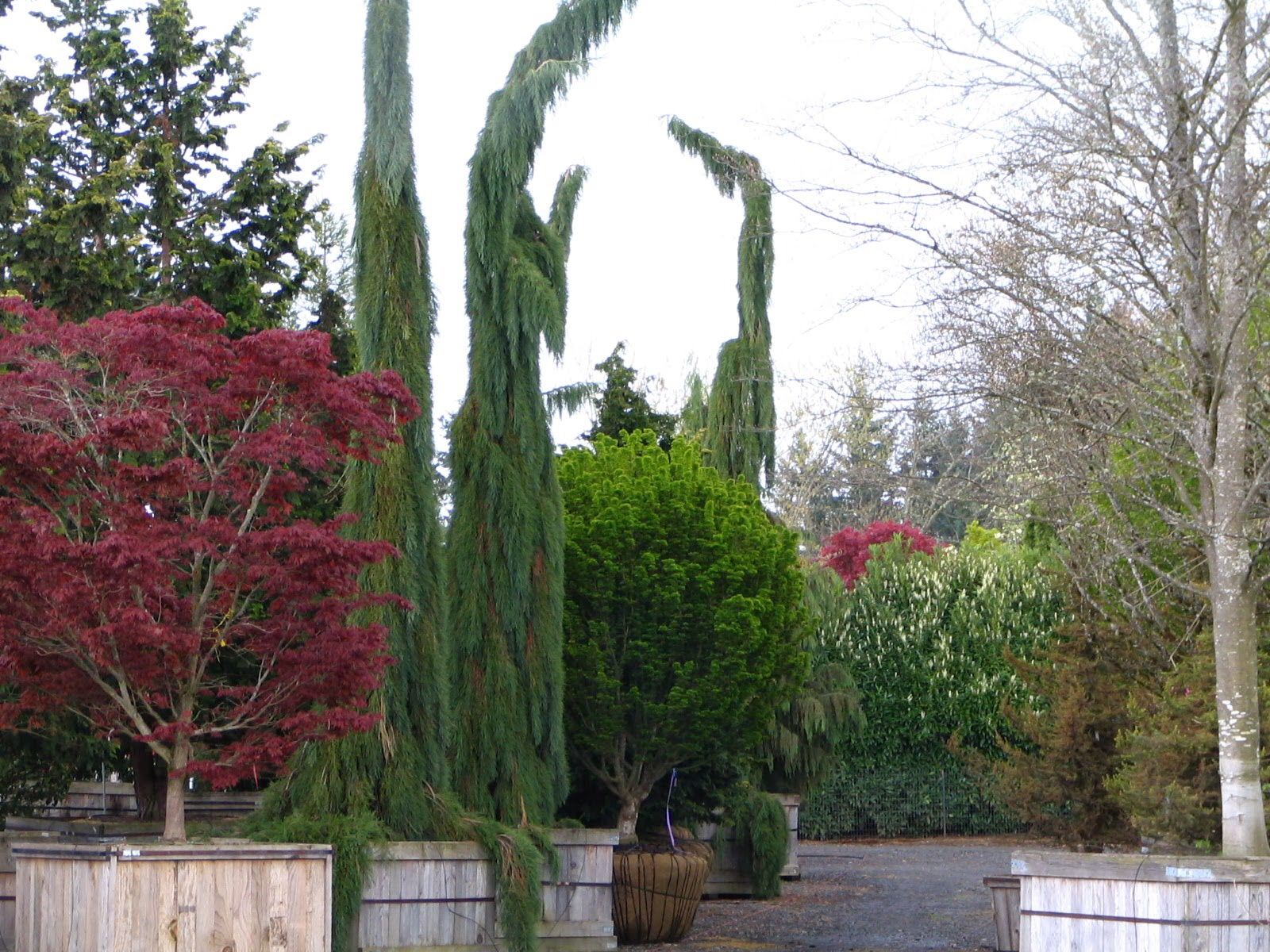 Weeping sequoia tree