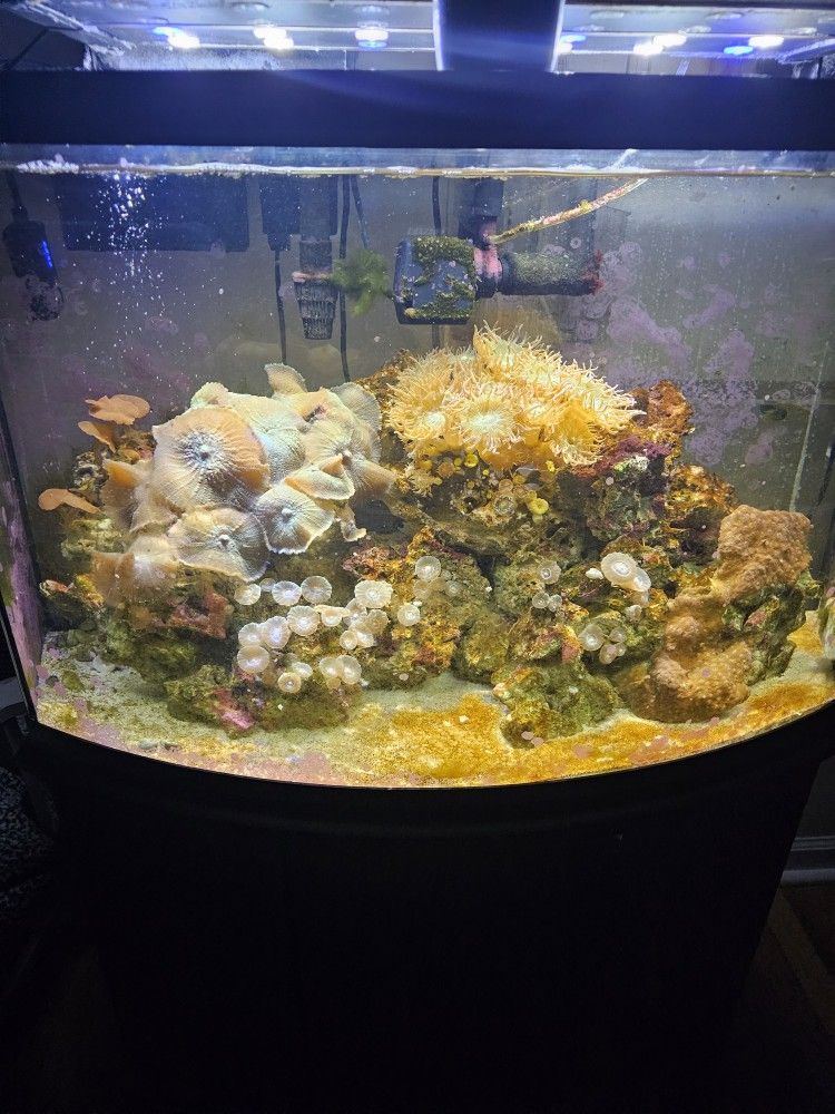 Fish Tank Aquarium REEF Saltwater Salt Water Coral