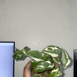 Pearls N Jade / Majula Pothos Combo