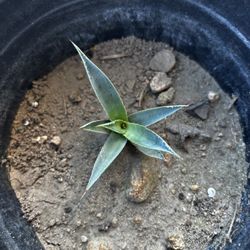 Agave Plant