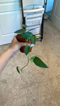 Cebu pothos plant