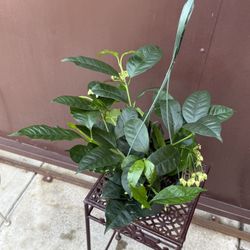6” Hoya Multiflora About To Bloom