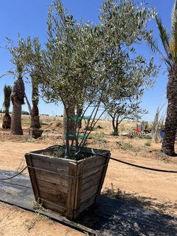 Multi Trunk Fruitless Olive Trees For Sale 36 Inch Box