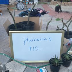 plumeria