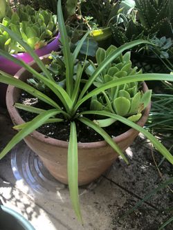 Spider plant with many succulents