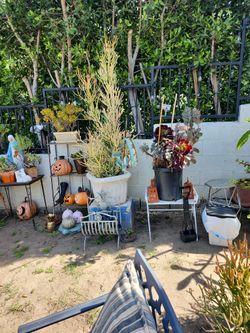 Open Big Plant Yard Sale Today !!!! Open Now!!!!