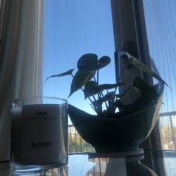 House Plant For Sell 